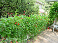 Load image into Gallery viewer, Cardinal Climber Vine