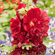 Load image into Gallery viewer, Alcea 'Spring Celebrities Crimson'