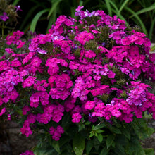 Load image into Gallery viewer, Phlox 'Ultraviolet'