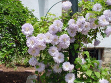 Load image into Gallery viewer, Clematis 'Belle of Woking'