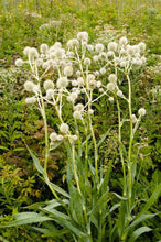 Load image into Gallery viewer, Eryngium yuccifolium