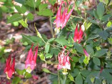 Load image into Gallery viewer, Aquilegia 'Little Lanterns'
