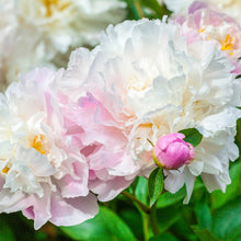 Load image into Gallery viewer, Peony 'Catharina Fontijn'