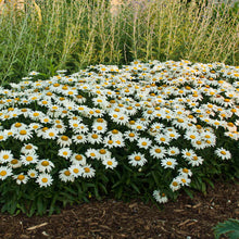 Load image into Gallery viewer, Leucanthemum 'Snowcap'