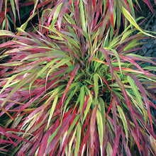 Load image into Gallery viewer, Hakonechloa 'Beni Kaze'