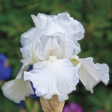 Load image into Gallery viewer, German Iris 'Immortality'