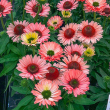 Load image into Gallery viewer, Echinacea 'Sunseekers Salmon'