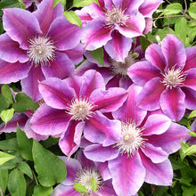 Load image into Gallery viewer, Clematis 'Kilian Donahue'