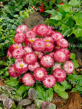 Load image into Gallery viewer, Bellis 'Habanera Mix'