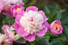 Load image into Gallery viewer, Peony 'Bowl of Beauty'