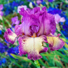 Load image into Gallery viewer, German Iris 'Rock Star'