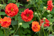 Load image into Gallery viewer, Geum 'Blazing Sunset'