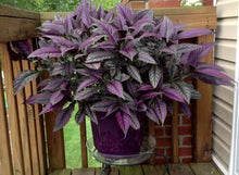 Load image into Gallery viewer, Persian Shield