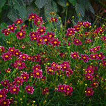 Load image into Gallery viewer, Coreopsis Big Bang™ 'Mercury Rising'