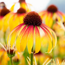 Load image into Gallery viewer, Echinacea 'Fiery Meadow Mama'