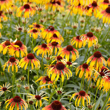 Load image into Gallery viewer, Echinacea 'Fiery Meadow Mama'