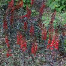 Load image into Gallery viewer, Lobelia 'Black Truffle'