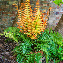 Load image into Gallery viewer, Fern 'Jurassic Gold'