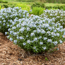 Load image into Gallery viewer, Amsonia 'Starstruck'