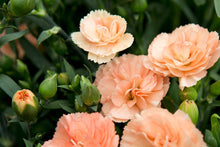 Load image into Gallery viewer, Dianthus Sunflor® 'Luigi'