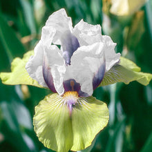 Load image into Gallery viewer, German Iris 'Double Your Fun'