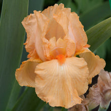 Load image into Gallery viewer, German Iris 'Many Mahalos'