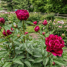 Load image into Gallery viewer, Peony 'Adolphe Rousseau'