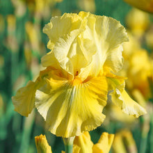 Load image into Gallery viewer, German Iris 'Pleasant Peasant'