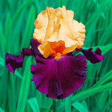Load image into Gallery viewer, German Iris 'Idol'