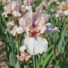 Load image into Gallery viewer, German Iris 'Concertina'