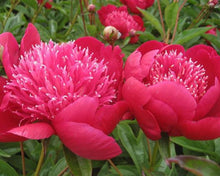 Load image into Gallery viewer, Peony 'Ada Niva'