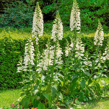 Load image into Gallery viewer, Foxglove 'Camelot™ Cream'