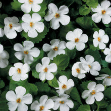 Load image into Gallery viewer, Bacopa