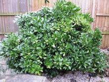 Load image into Gallery viewer, Aucuba 'Rozannie'