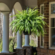 Load image into Gallery viewer, Boston Fern Hanging Basket