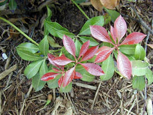 Load image into Gallery viewer, Pieris japonica 'Mountain Fire'