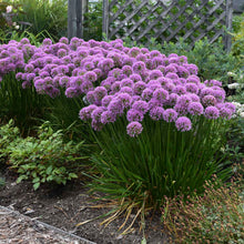 Load image into Gallery viewer, Allium 'Millennium'