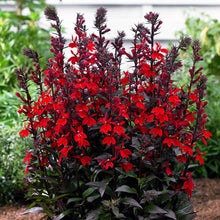 Load image into Gallery viewer, Lobelia 'Vulcan Red'