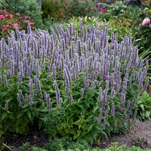 Load image into Gallery viewer, Agastache 'Blue Fortune'