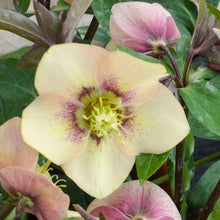 Load image into Gallery viewer, Helleborus Honeymoon® 'Sandy Shores'