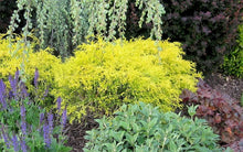Load image into Gallery viewer, Golden Mop Cypress