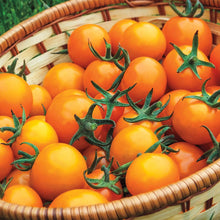 Load image into Gallery viewer, Tomato 'Sungold'