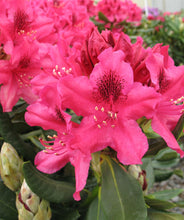 Load image into Gallery viewer, Rhododendron 'Nova Zembla'