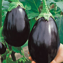 Load image into Gallery viewer, Eggplant Black Beauty