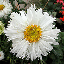 Load image into Gallery viewer, Leucanthemum 'Crazy Daisy'