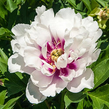 Load image into Gallery viewer, Peony 'Itoh Cora Louise'