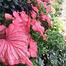 Load image into Gallery viewer, Caladium 'Desert Sunset'