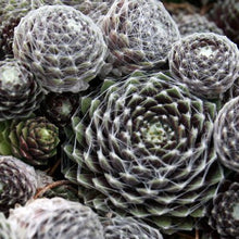 Load image into Gallery viewer, Sempervivum 'Cobweb'