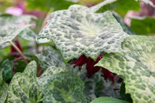 Load image into Gallery viewer, Podophyllum 'Spotty Dotty'