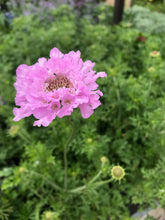 Load image into Gallery viewer, Scabiosa 'Flutter™ Rose Pink'